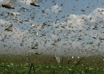 Nuvem de gafanhotos: governo declara emergência fitossanitária