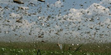Nuvem de gafanhotos: governo declara emergência fitossanitária