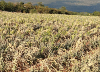 SECA: a crise que assola o campo, ainda não se reflete no comércio