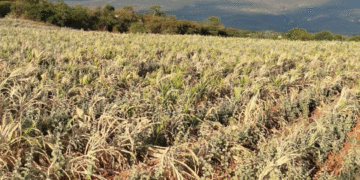 SECA: a crise que assola o campo, ainda não se reflete no comércio