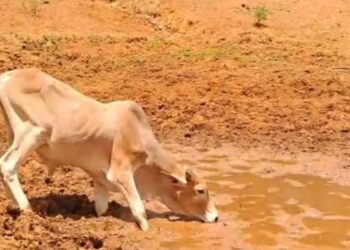 Desertificação, tema que deve ser levado em conta