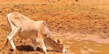 Desertificação, tema que deve ser levado em conta