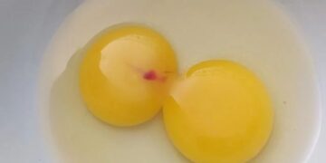 E aquela mancha vermelha no ovo? Tá ruim, ou não?