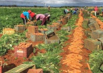 Irrigantes buscam a organização para superar desafios de comercialização