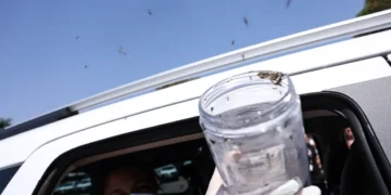 Tecnologia com mosquitos estéreis avança no combate ao Aedes na Bahia