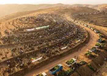 Etiópia mobiliza país e bate recorde: 350 milhões de árvores em 12 horas