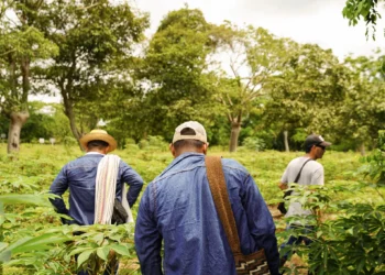 Camponeses fortalecem agroecologia