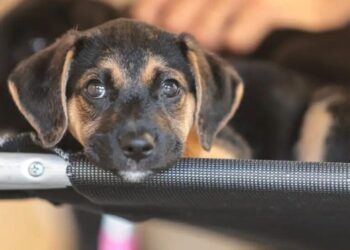 Educação para o respeito aos animais começa na infância