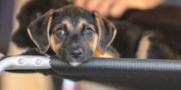Educação para o respeito aos animais começa na infância