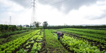 Governo garante isenção previdenciária a agricultores
