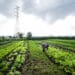 Governo garante isenção previdenciária a agricultores