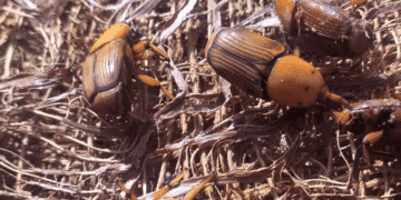 Governo alerta para risco do bicudo