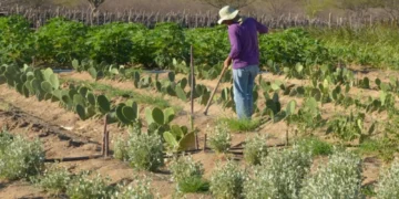 Nordeste debate recaatingamento como política climática