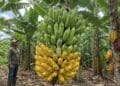 Bananal sem agrotóxicos vira referência