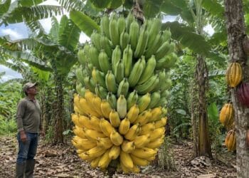 Bananal sem agrotóxicos vira referência