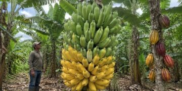 Bananal sem agrotóxicos vira referência