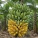 Bananal sem agrotóxicos vira referência