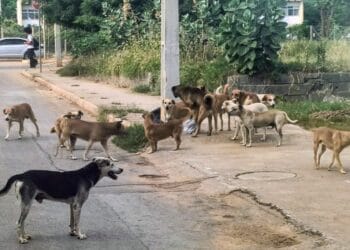 Cães em situação de rua: uma questão de saúde pública, proteção animal e sobrevivência do pequeno produtor