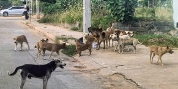 Cães em situação de rua: uma questão de saúde pública, proteção animal e sobrevivência do pequeno produtor