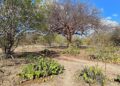 Bahia atualiza plano de combate à desertificação e coloca Irecê no centro de um dos maiores desafios socioambientais do Estado